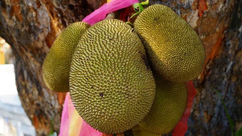 菠萝蜜海南和泰国有什么不同介绍菠萝蜜的营养价值