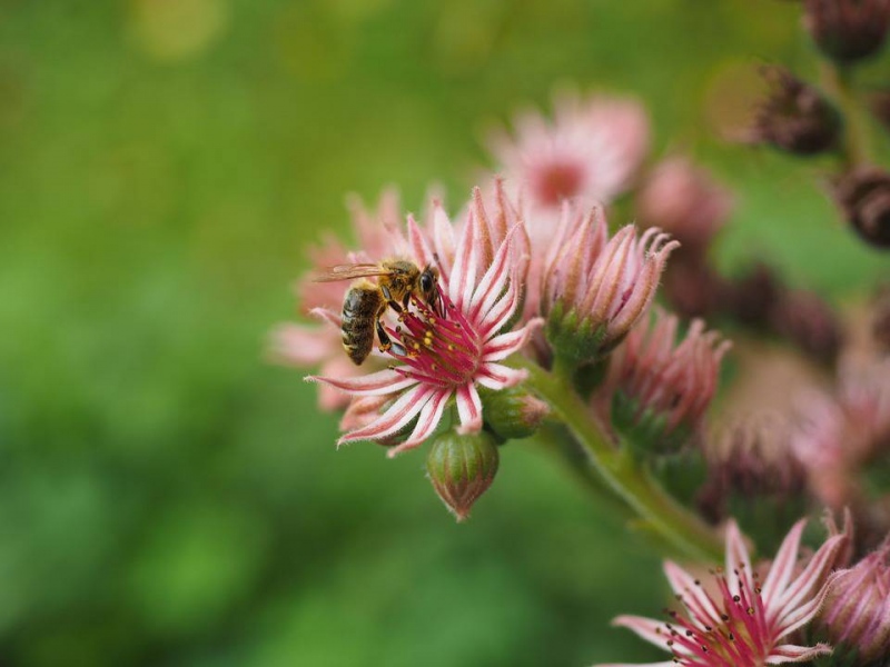 花粉过敏性鼻炎流清水如何护理如何预防过敏性鼻炎